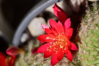 Bahçedeki güzel kaktüs, yakın çekim. 