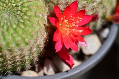 Bahçedeki güzel kaktüs, yakın çekim. 