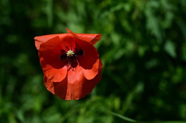 Bahçede güzel gelincik çiçeği, çiçekli arka plan 