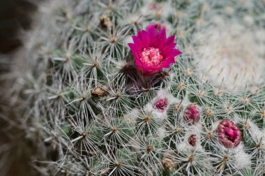 Bahçedeki güzel kaktüs, yakın çekim. 