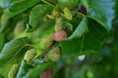 bir ağacın yeşil yaprakları ve dutları