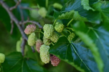 bir ağacın yeşil yaprakları ve dutları