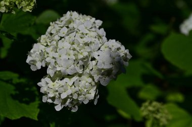 Bahçede güzel çiçekler, çiçekli arka planda  