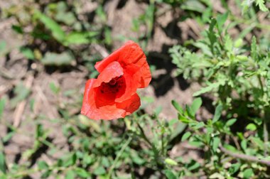 Bahçede güzel gelincik çiçeği, çiçekli arka plan  