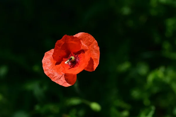 Piękny Mak Kwiat Ogrodzie Kwiatowe Tło — Zdjęcie stockowe