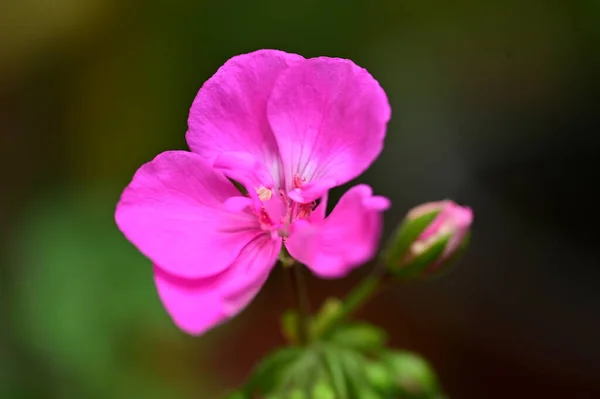 Belle Fleur Dans Jardin Fond Floral — Photo
