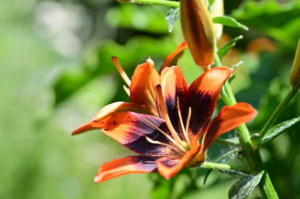 Flores Bonitas Jardim Fundo Floral — Fotografia de Stock