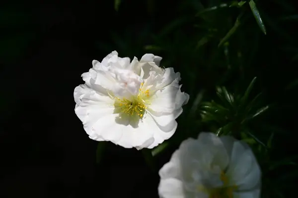 Piękne Kwiaty Ogrodzie Tło Kwiatowe — Zdjęcie stockowe