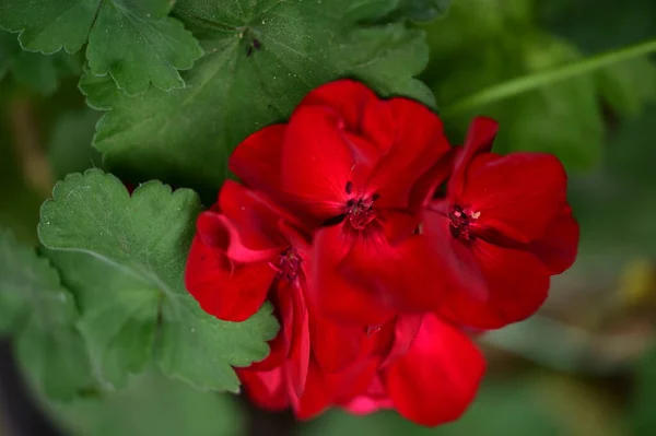 Piękne Kwiaty Ogrodzie Tło Kwiatowe — Zdjęcie stockowe