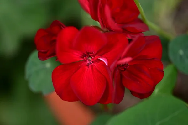Красиві Квіти Саду Квітковий Фон — стокове фото