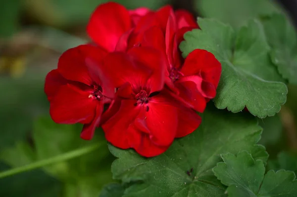 Vackra Blommor Trädgården Blommig Bakgrund — Stockfoto