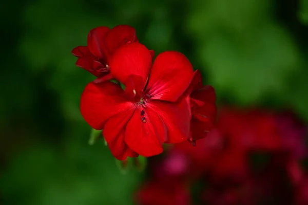 Krásné Květiny Zahradě Květinové Zázemí — Stock fotografie