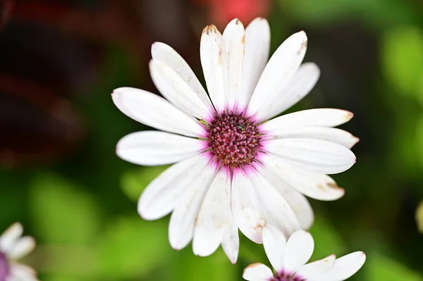 庭の美しい花 花の背景 — ストック写真