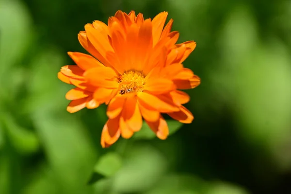 Όμορφο Λουλούδι Στον Κήπο Floral Φόντο — Φωτογραφία Αρχείου