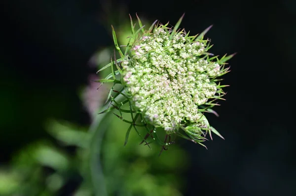 Fiore Verde Giardino — Foto Stock