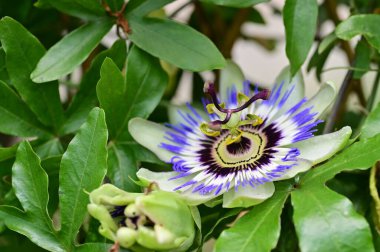 Bahçede yetişen güzel passiflora çiçekleri