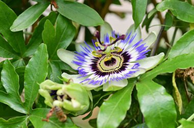 Bahçede yetişen güzel passiflora çiçekleri