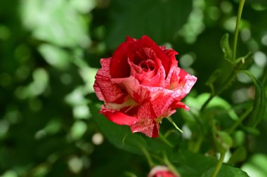 Bahçedeki güzel pembe güller 