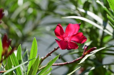 Güneşli bir günde bahçede büyüyen güzel pembe çiçekler. 