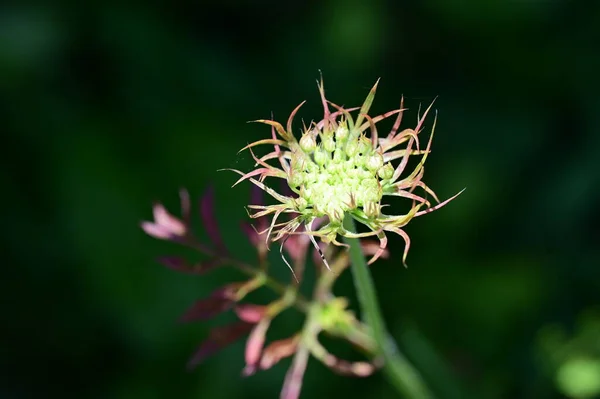 Bellissimo Fiore Giardino Sfondo Floreale — Foto Stock