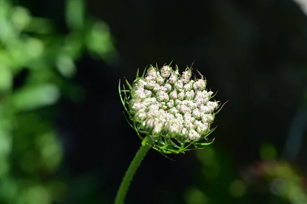 庭の緑の花 — ストック写真