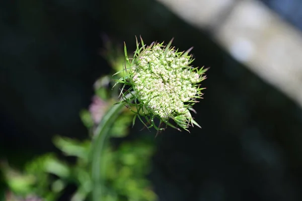 Zielony Kwiat Ogrodzie — Zdjęcie stockowe