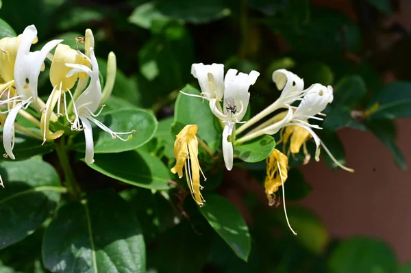 Bahçede Güzel Beyaz Sarı Çiçekler — Stok fotoğraf