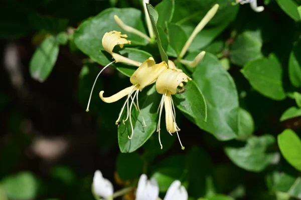 Hermosas Flores Blancas Amarillas Jardín — Foto de Stock