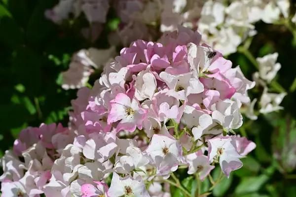 Růžové Bílé Květy Rostoucí Zahradě — Stock fotografie