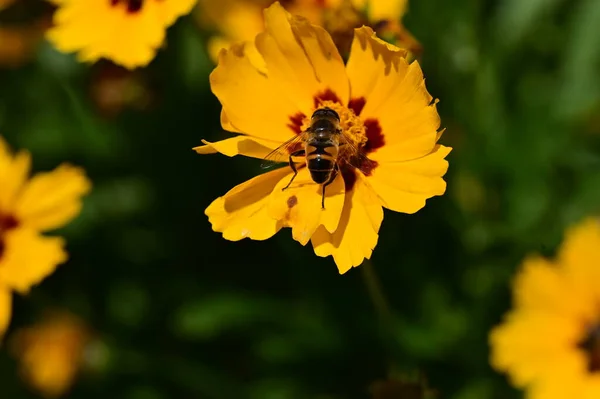 Abeja Recoger Néctar Las Flores Amarillas — Foto de Stock