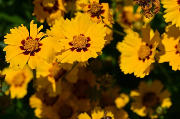 花园里长着黄色的花 — 图库照片