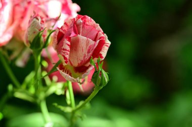 Bahçedeki güzel pembe güller 