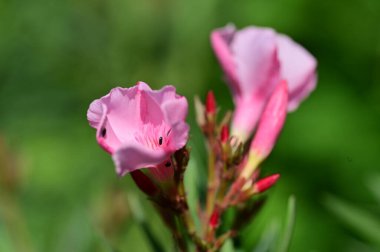 Güneşli bir günde bahçede büyüyen güzel pembe çiçekler. 