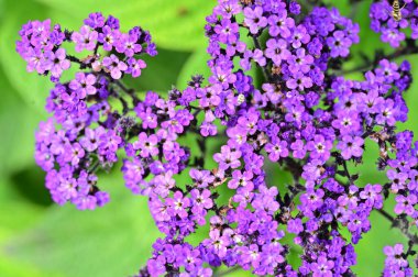 Yeşil arka planda açan leylak çiçekleri.