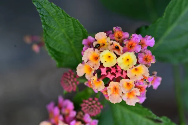 Nahaufnahme Von Erstaunlichen Blumen Blüht Garten — Stockfoto