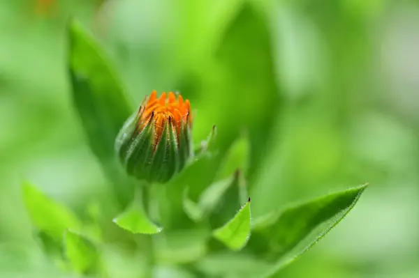 Красивые Оранжевые Цветы Саду — стоковое фото