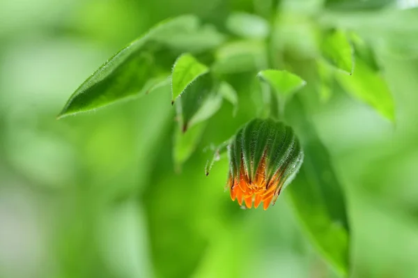 stock image beautiful orange flowers in the garden 