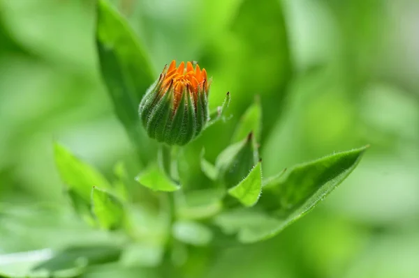 정원에 아름다운 오렌지 — 스톡 사진