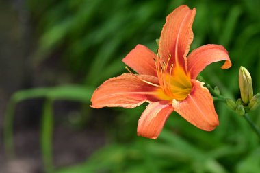 Bahçedeki güzel çiçek, çiçekli arka plan 