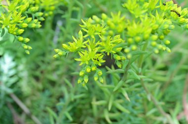 Bahçedeki yeşil bitkiler 