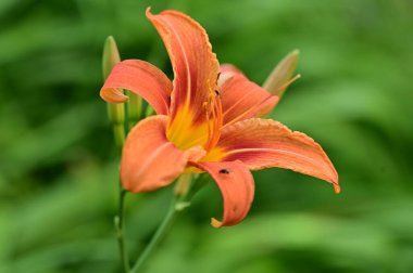 Bahçedeki güzel çiçek, çiçekli arka plan 