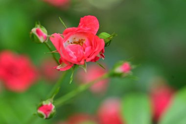 Bahçedeki güzel güller, çiçek arkaplanı. 
