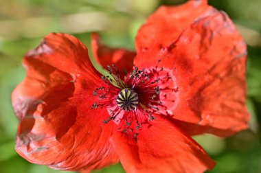 Bahçede güzel gelincik çiçeği, çiçekli arka plan 