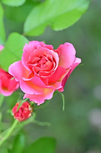 Piękne Róże Kwiaty Ogrodzie Kwiatowe Tło — Zdjęcie stockowe