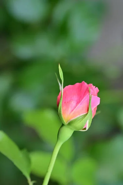 Bellissimo Fiore Rosa Giardino Sfondo Floreale — Foto Stock