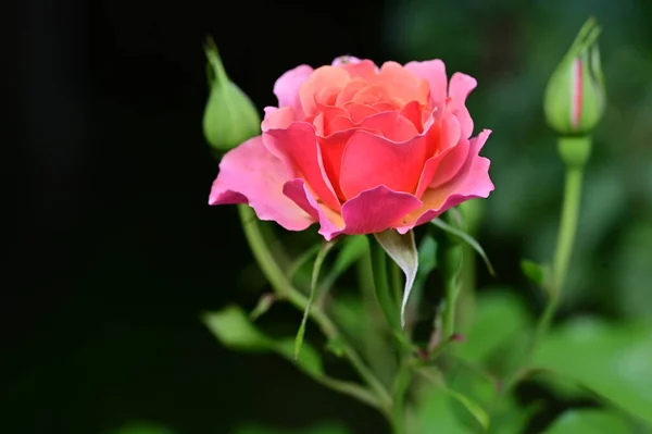 Bahçedeki Güzel Gül Çiçeği Çiçek Arkaplanı — Stok fotoğraf