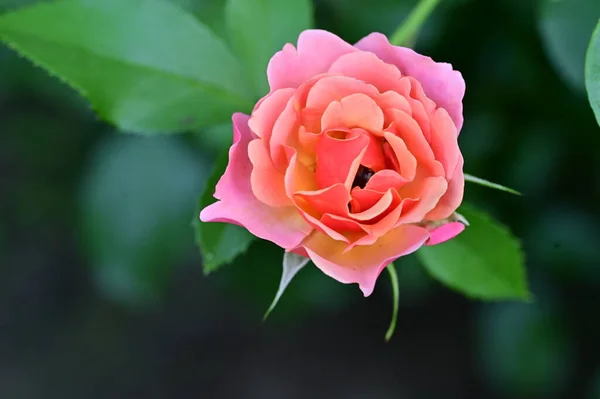 Hermosa Flor Rosa Jardín Fondo Floral — Foto de Stock