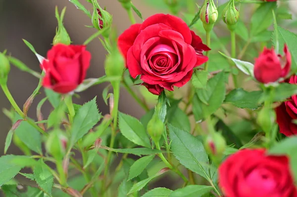 Красивые Розы Цветы Саду Цветочный Фон — стоковое фото