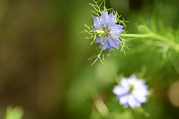 Piękny Kwiat Ogrodzie Tło Kwiatowe — Zdjęcie stockowe