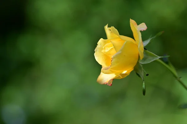 Schöne Rosenblume Garten Blumiger Hintergrund — Stockfoto